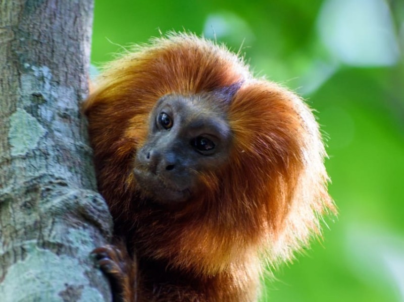 Goldenes Löwenäffchen