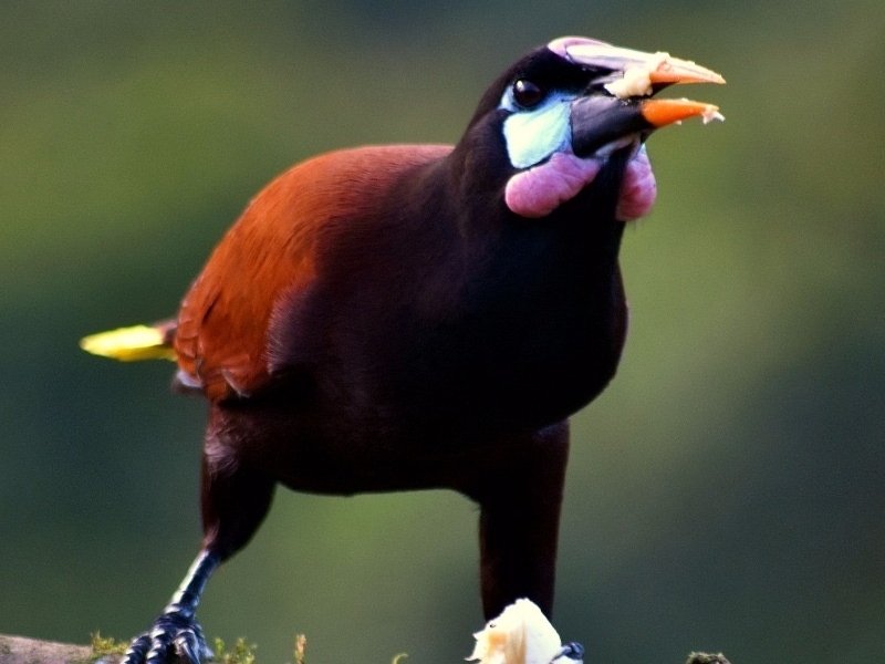Oropendola Vogel