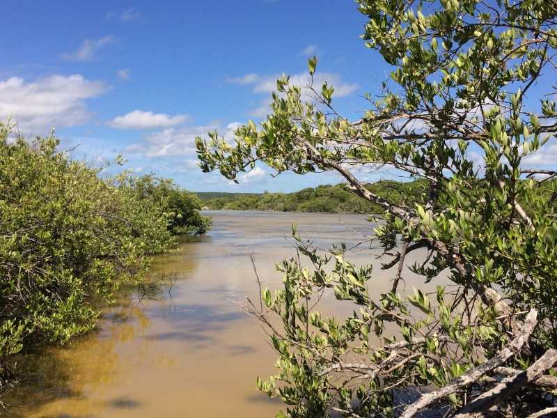 Laguna de Oviedo - Mangroven