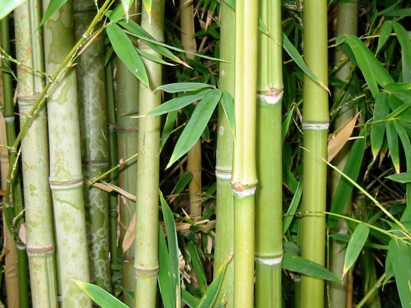 Posada Amazonas - Bambuspflanzen
