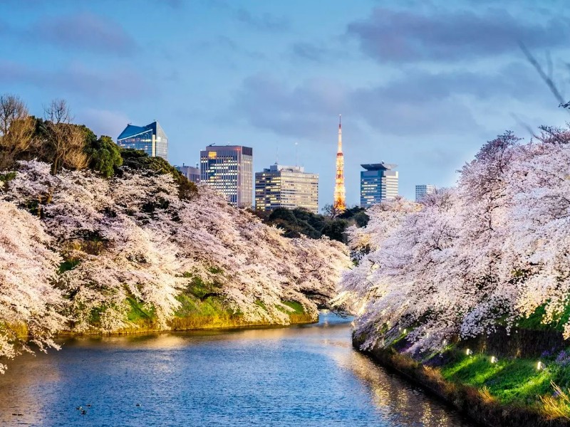 Cherry Blossoms in Tokyo