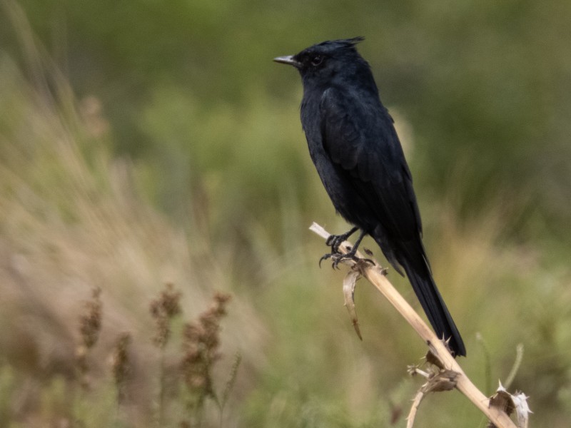 Estancia Los Platanos - Vogel