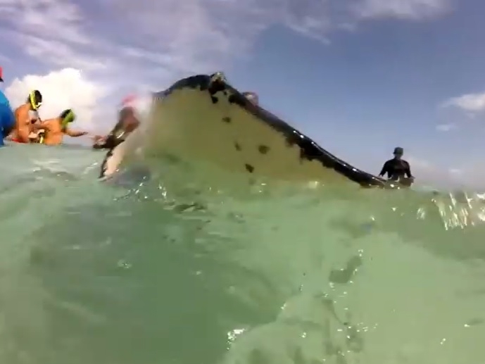 Swimming with Sting Rays