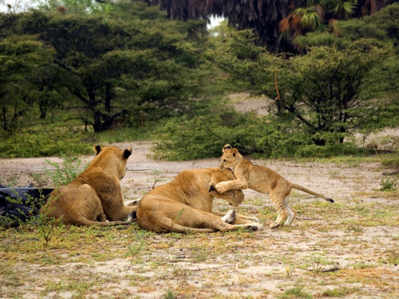 Playful cubs frolic with family