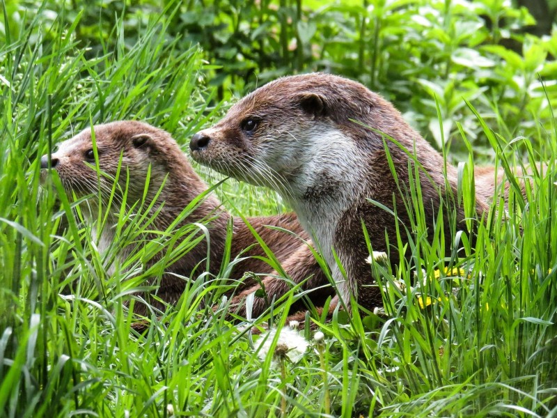 Otters