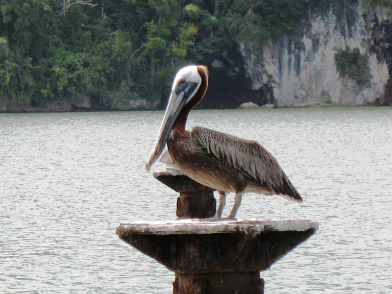 Los Haitises Nationalpark - Pelikan