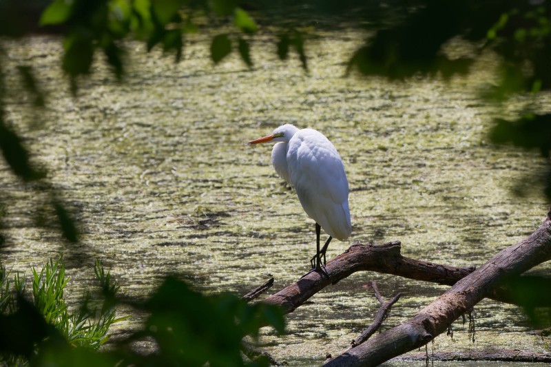 Egret at Lake Duluti near Arusha