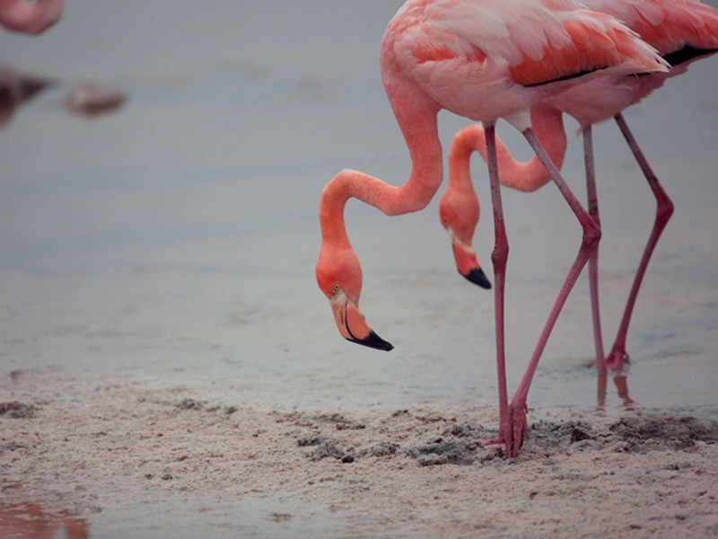 Flamingos
