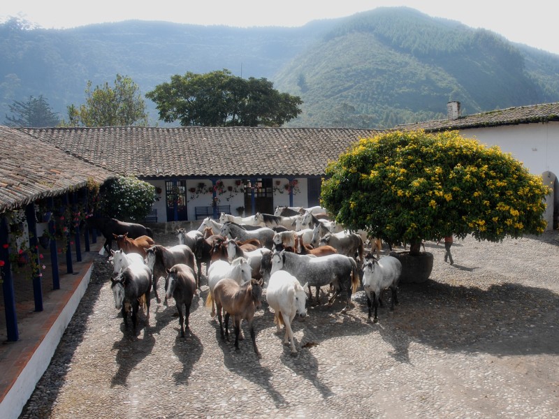 Hacienda Zuleta Pferde