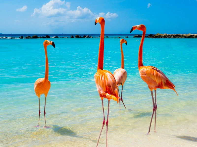Aruba - Flamingo Beach