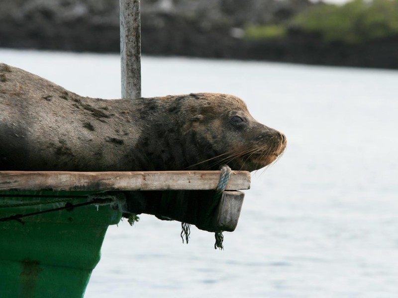 Entspannung pur auf Floreana