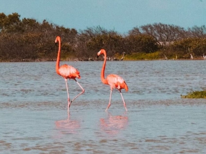 Las Coloradas