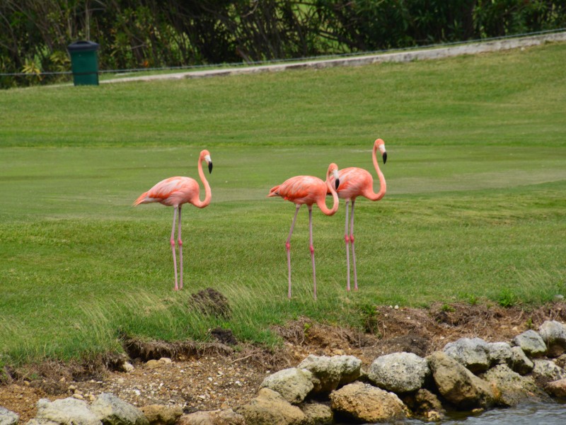 Blue Bay Beach & Golf Resort