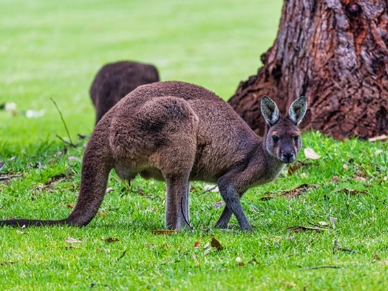 Australia - West Australia - Kangooroo
