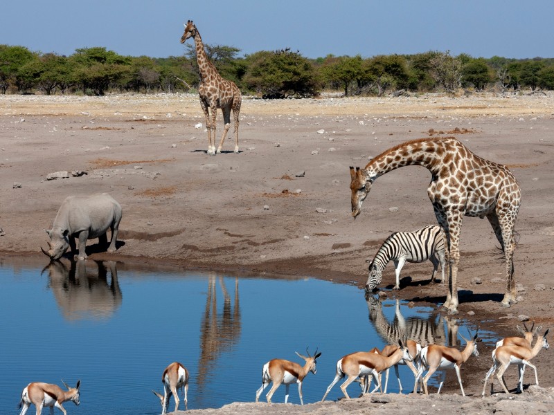Wilde Tiere-Etosha NP-Namibia