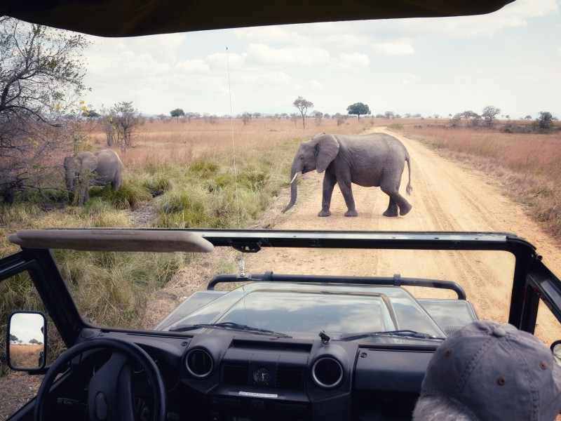 Majestic elephants roam the wilderness