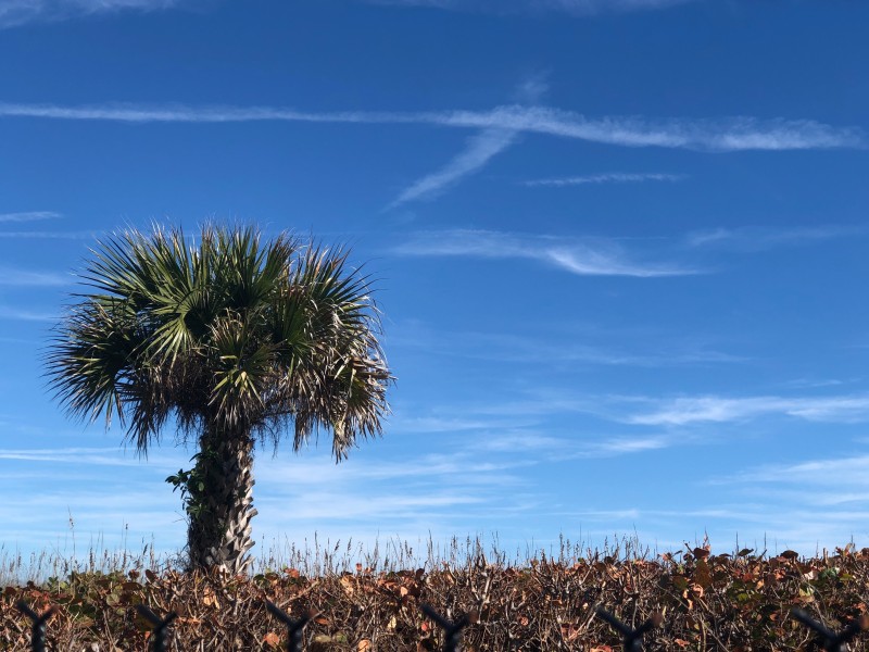 Palm Tree in Cocoa Beach