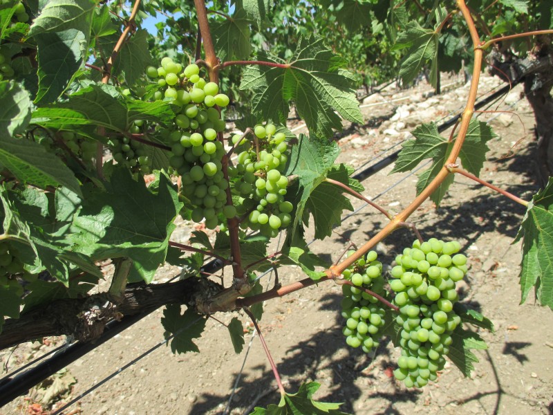 Ocoa Bay Wein