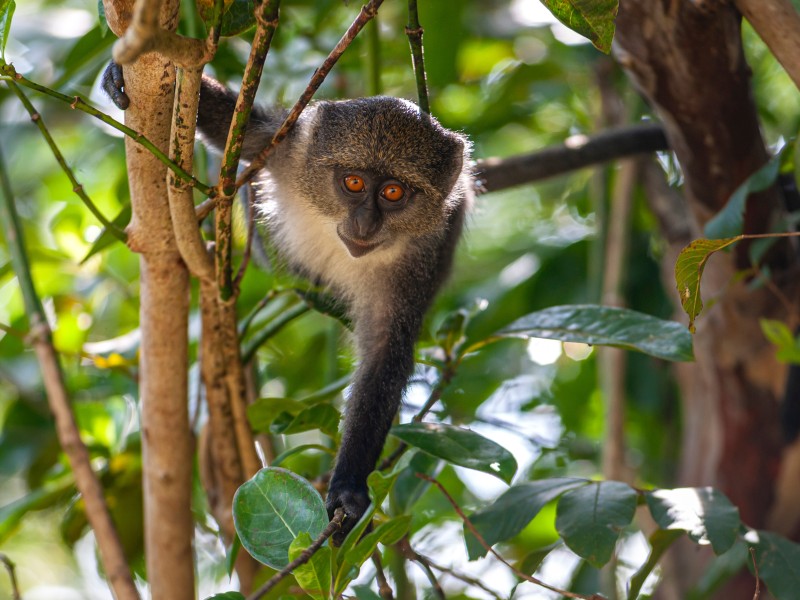 Blue monkey hanging on the tree 
