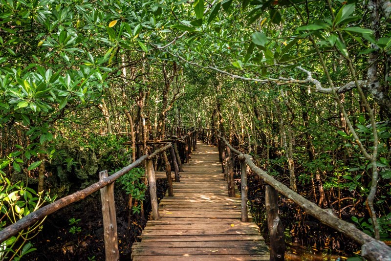 Jozani Forest in Zanzibar