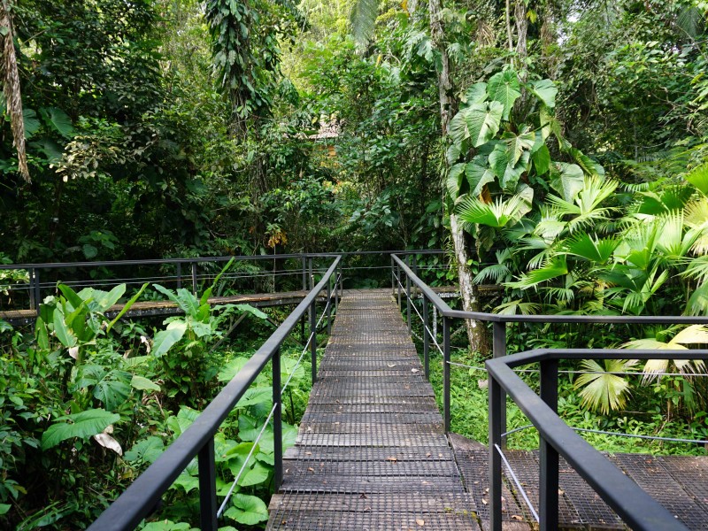 Sacha Lodge walkway to the rooms