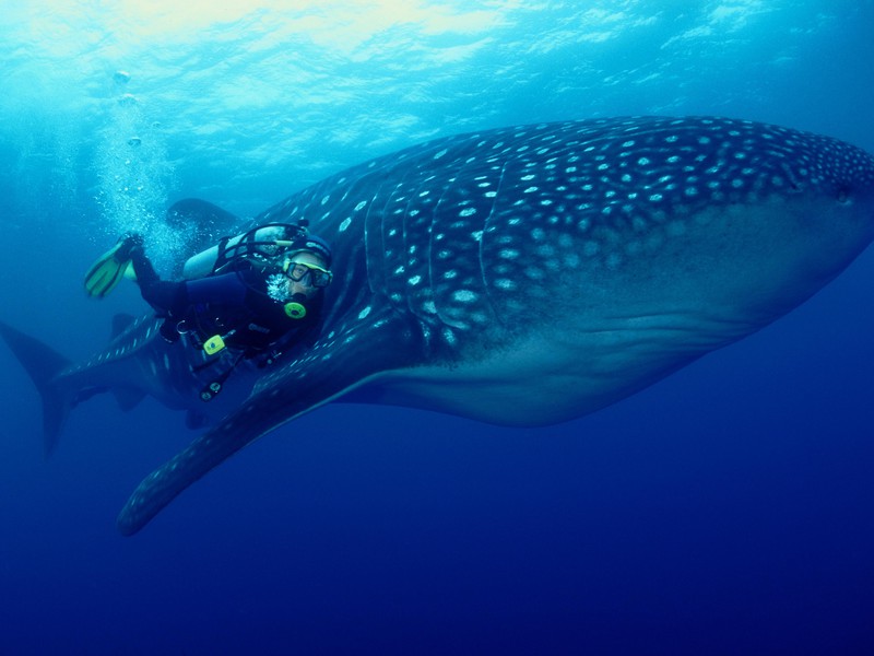 Diving with Whale Sharks