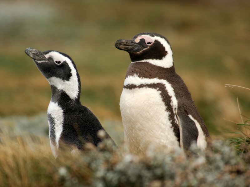 Tierra del Fuego - Pinguine