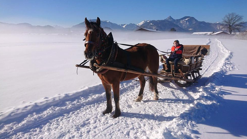 Horse-drawn Sleigh Rides 