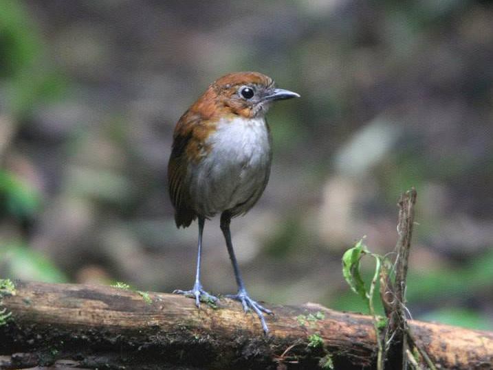 Rotrücken-Ameisen Pitta