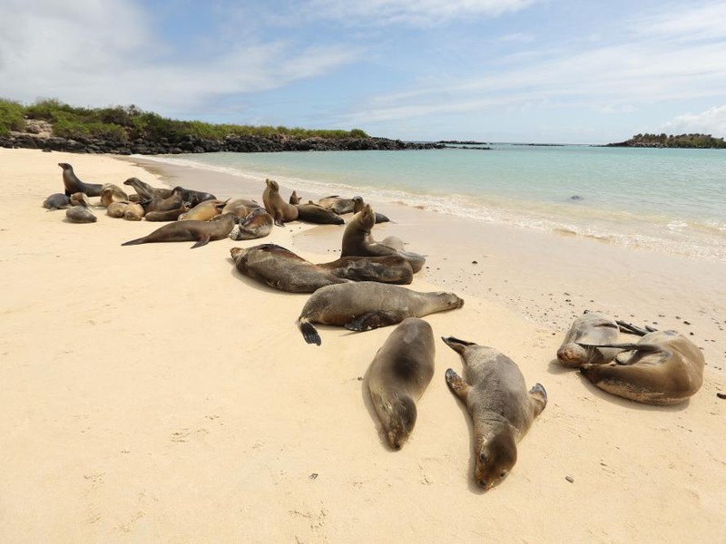 Seelöwenkolonie auf Santa Fé