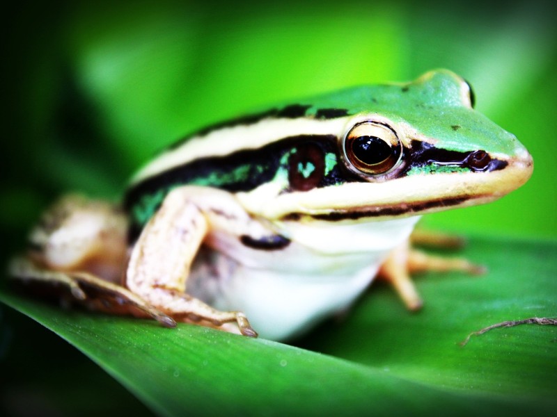 Costa Rica tree frog