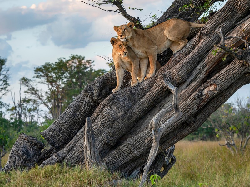 Wildlife-Moremi Game Reserve-Botswana