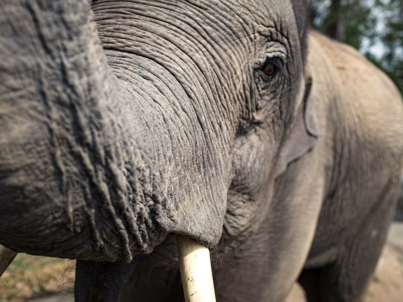 Elephant Sanctuary