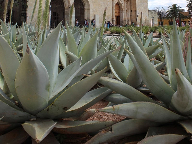 oaxaca monastery- day 7