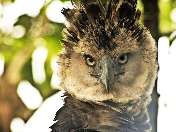 Harpy Eagle