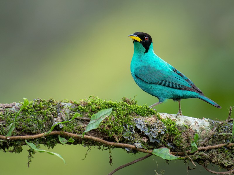 Honeycreeper - Türkisvogel