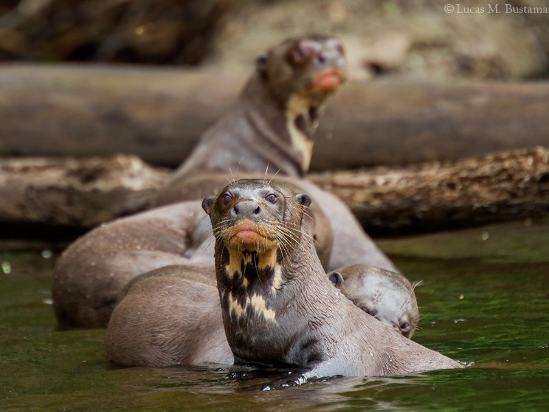 Posada Amazonas - Riesenotter