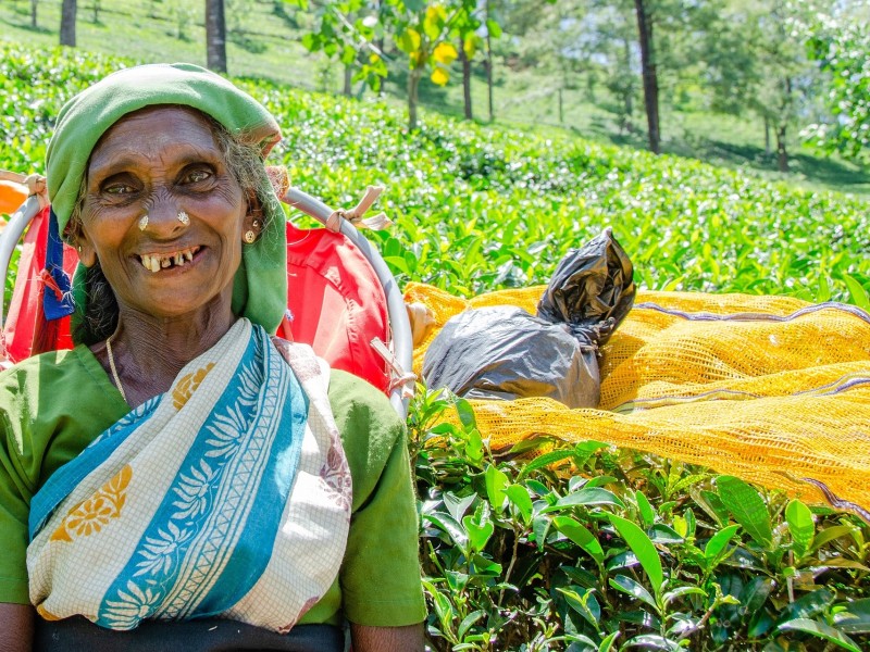 Tea picker