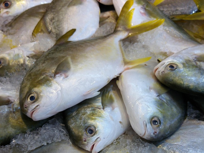 Local Fishing