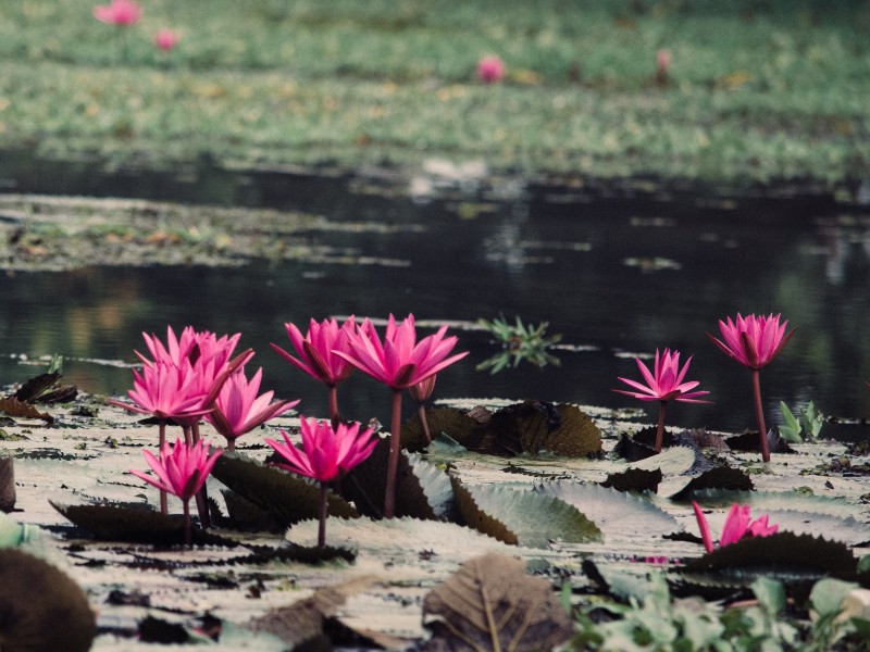 Kumarakom Beauty