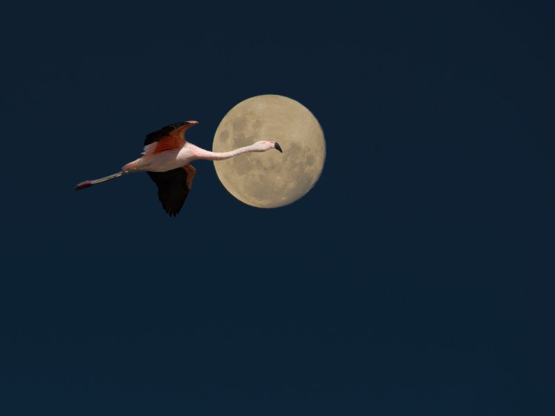 Atacama - Flamingo im Mond