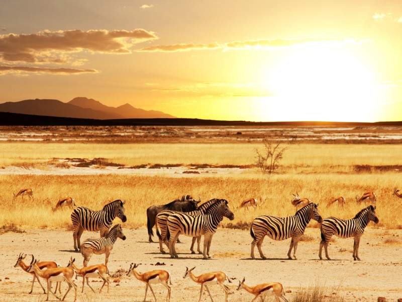 Namibia - Etosha National Park
