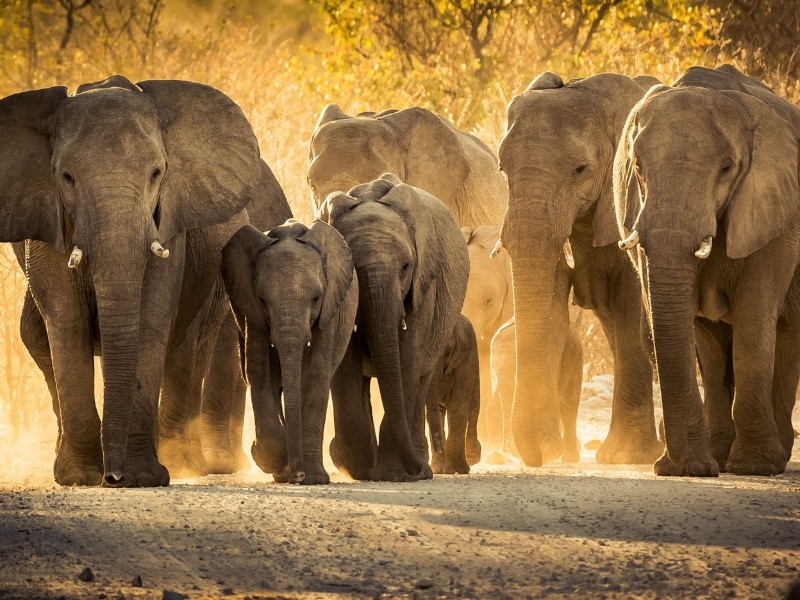 Elephant