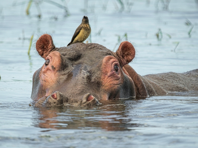 Nilpferd - Shire River - Malawi