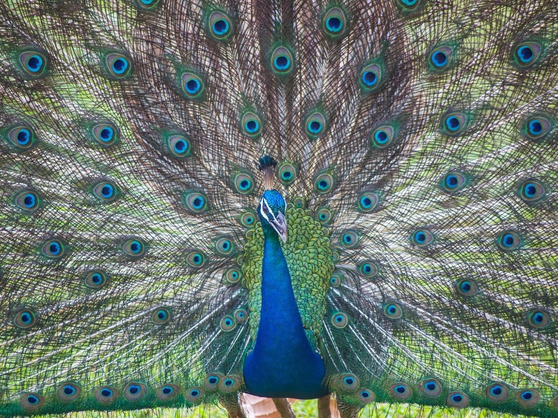 Peacock
