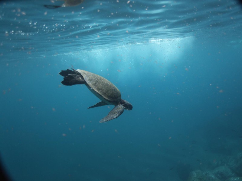 Meeresschildkröte beim Schnorcheln 
