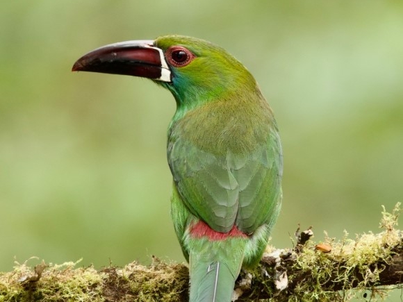 Guaycapi Birding Lodge