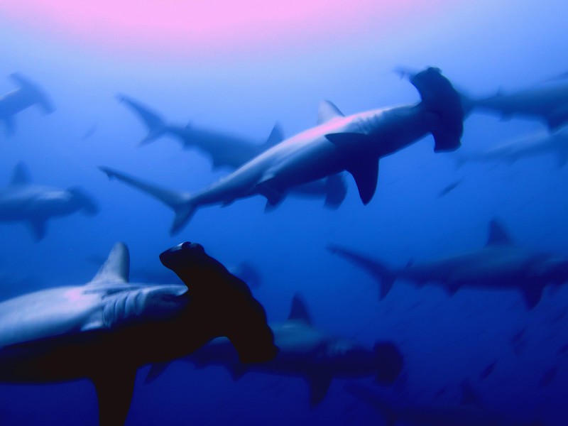 Unterwasserwelt des Galápagos-Archipels