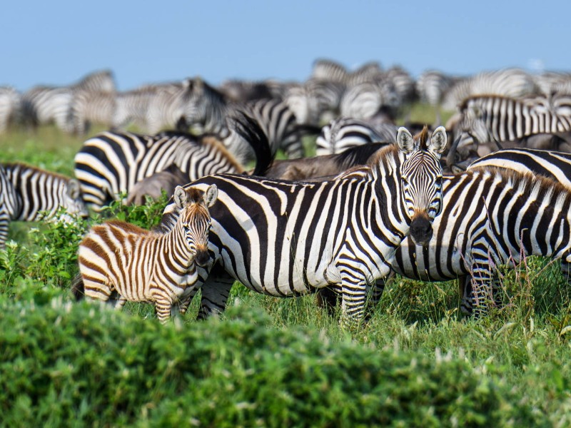Zebras