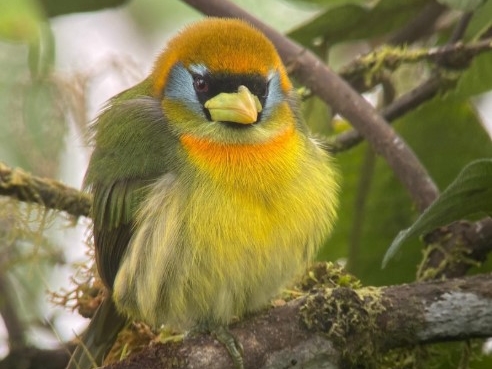 Guaycapi Birding Lodge